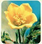 Bloemengroep ALT-tekst